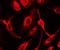 FAS antibody, orb18095, Biorbyt, Immunofluorescence image 