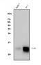 Lymphocyte antigen 6C1 antibody, A33313, Boster Biological Technology, Western Blot image 