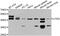 LFNG O-Fucosylpeptide 3-Beta-N-Acetylglucosaminyltransferase antibody, abx006653, Abbexa, Western Blot image 