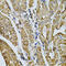 Myosin Light Chain 1 antibody, 23-584, ProSci, Immunohistochemistry paraffin image 