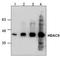 Histone deacetylase 8 antibody, TA319106, Origene, Western Blot image 