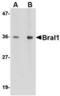 Hyaluronan and proteoglycan link protein 2 antibody, TA306540, Origene, Western Blot image 