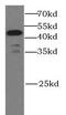 Caspase 9 antibody, FNab01295, FineTest, Western Blot image 