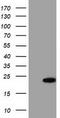 Acireductone Dioxygenase 1 antibody, TA501827, Origene, Western Blot image 