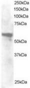 CAP-50 antibody, TA302761, Origene, Western Blot image 