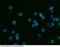 CD55 Molecule (Cromer Blood Group) antibody, 50468-R076, Sino Biological, Immunohistochemistry frozen image 