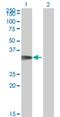 Cyclin Dependent Kinase 5 Regulatory Subunit 1 antibody, H00008851-M01, Novus Biologicals, Western Blot image 
