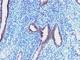 Cyclin B1 antibody, V2946IHC-7ML, NSJ Bioreagents, Immunohistochemistry frozen image 