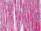Troponin T2, Cardiac Type antibody, 51-630, ProSci, Immunohistochemistry frozen image 