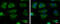 PCB antibody, GTX132002, GeneTex, Immunofluorescence image 