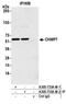 Charged Multivesicular Body Protein 7 antibody, A305-733A-M, Bethyl Labs, Immunoprecipitation image 