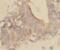 Mig6 antibody, FNab05189, FineTest, Immunohistochemistry frozen image 