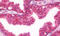 Bone Morphogenetic Protein Receptor Type 2 antibody, MBS249084, MyBioSource, Immunohistochemistry frozen image 