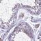 Tripartite Motif Containing 24 antibody, HPA043495, Atlas Antibodies, Immunohistochemistry frozen image 