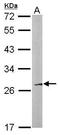 Family With Sequence Similarity 122B antibody, TA309056, Origene, Western Blot image 