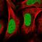 Centromere protein Q antibody, HPA029043, Atlas Antibodies, Immunofluorescence image 
