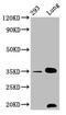Calponin 1 antibody, CSB-RA005655A0HU, Cusabio, Western Blot image 