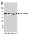 Cell division cycle protein 23 homolog antibody, A301-181A, Bethyl Labs, Western Blot image 