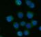 Cholesterol 7-alpha-monooxygenase antibody, A01601, Boster Biological Technology, Immunofluorescence image 