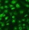 SUFU Negative Regulator Of Hedgehog Signaling antibody, A02279-1, Boster Biological Technology, Immunofluorescence image 