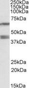 Paraoxonase 2 antibody, TA311123, Origene, Western Blot image 