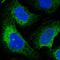 Calmegin antibody, HPA048761, Atlas Antibodies, Immunocytochemistry image 
