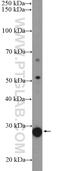 Somatomedin B And Thrombospondin Type 1 Domain Containing antibody, 18938-1-AP, Proteintech Group, Western Blot image 