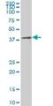 Pre-MRNA Processing Factor 18 antibody, H00008559-B02P, Novus Biologicals, Western Blot image 