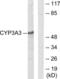 Cytochrome P450 Family 3 Subfamily A Member 4 antibody, LS-C119507, Lifespan Biosciences, Western Blot image 