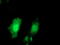 Protein arginine N-methyltransferase 2 antibody, TA503622, Origene, Immunofluorescence image 