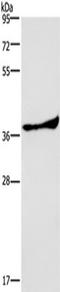 Protein Kinase AMP-Activated Non-Catalytic Subunit Gamma 1 antibody, TA321515, Origene, Western Blot image 