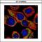 Neuronal calcium sensor 1 antibody, GTX105552, GeneTex, Immunofluorescence image 