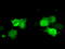 Cilia And Flagella Associated Protein 298 antibody, LS-C115342, Lifespan Biosciences, Immunofluorescence image 