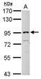 Inter-Alpha-Trypsin Inhibitor Heavy Chain 3 antibody, TA308912, Origene, Western Blot image 