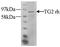 Transglutaminase 2 antibody, AP55336PU-N, Origene, Western Blot image 
