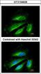 Succinate Dehydrogenase Complex Iron Sulfur Subunit B antibody, LS-C185637, Lifespan Biosciences, Immunocytochemistry image 