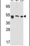 Prosaposin antibody, PA5-14291, Invitrogen Antibodies, Western Blot image 