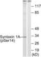Syntaxin 1A antibody, LS-C199630, Lifespan Biosciences, Western Blot image 