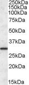 Endoplasmic reticulum resident protein 29 antibody, TA305667, Origene, Western Blot image 