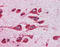 Monoamine Oxidase B antibody, TA318153, Origene, Immunohistochemistry frozen image 