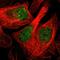 Protein Dos antibody, HPA012777, Atlas Antibodies, Immunofluorescence image 