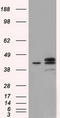 Nucleoredoxin Like 2 antibody, CF501278, Origene, Western Blot image 