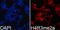 Histone Cluster 4 H4 antibody, GTX54116, GeneTex, Immunocytochemistry image 