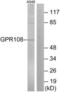 G Protein-Coupled Receptor 108 antibody, LS-C120675, Lifespan Biosciences, Western Blot image 