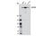 HECT, UBA And WWE Domain Containing E3 Ubiquitin Protein Ligase 1 antibody, 5695S, Cell Signaling Technology, Western Blot image 
