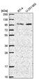 ZXD Family Zinc Finger C antibody, PA5-65568, Invitrogen Antibodies, Western Blot image 