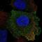 Placenta Associated 8 antibody, PA5-67482, Invitrogen Antibodies, Immunofluorescence image 