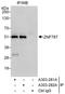 Zinc Finger Protein 787 antibody, A303-282A, Bethyl Labs, Immunoprecipitation image 