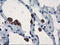 UBX Domain Protein 2B antibody, LS-C172618, Lifespan Biosciences, Immunohistochemistry paraffin image 