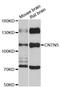 Contactin 5 antibody, LS-C747746, Lifespan Biosciences, Western Blot image 